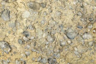 Cretaceous Fossil Molluscs In Limestone - Texas #284912