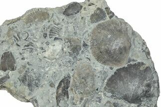 Fossil Brachiopod (Rafinesquina) and Bryozoan Plate - Indiana #285115