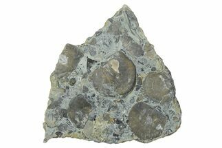 Fossil Brachiopod (Rafinesquina) and Bryozoan Plate - Indiana #285117