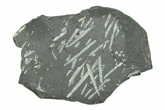 Fossil Graptolite (Didymograptus) Cluster - Wales #284947