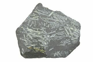 Fossil Graptolite (Didymograptus) Cluster - Wales #284953