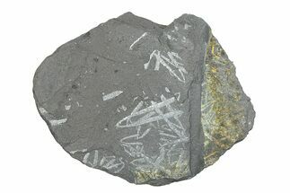 Fossil Graptolite (Didymograptus) Cluster - Wales #284958
