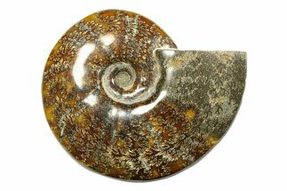 Polished Ammonite (Cleoniceras) Fossil - Madagascar #283425