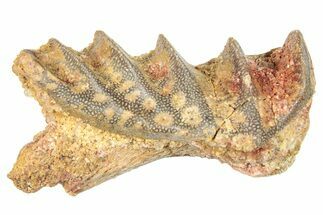 Cretaceous Lungfish (Ceratodus) Tooth Plate - Morocco #285261