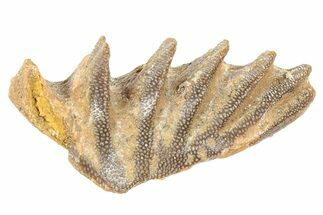 Cretaceous Lungfish (Ceratodus) Tooth Plate - Morocco #285266
