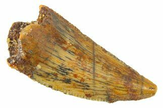 Serrated, Raptor Tooth - Real Dinosaur Tooth #285150