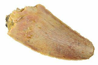 Serrated, Raptor Tooth - Real Dinosaur Tooth #285157