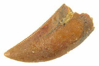Serrated, Raptor Tooth - Real Dinosaur Tooth #285159