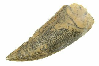 Serrated, Raptor Tooth - Real Dinosaur Tooth #285169