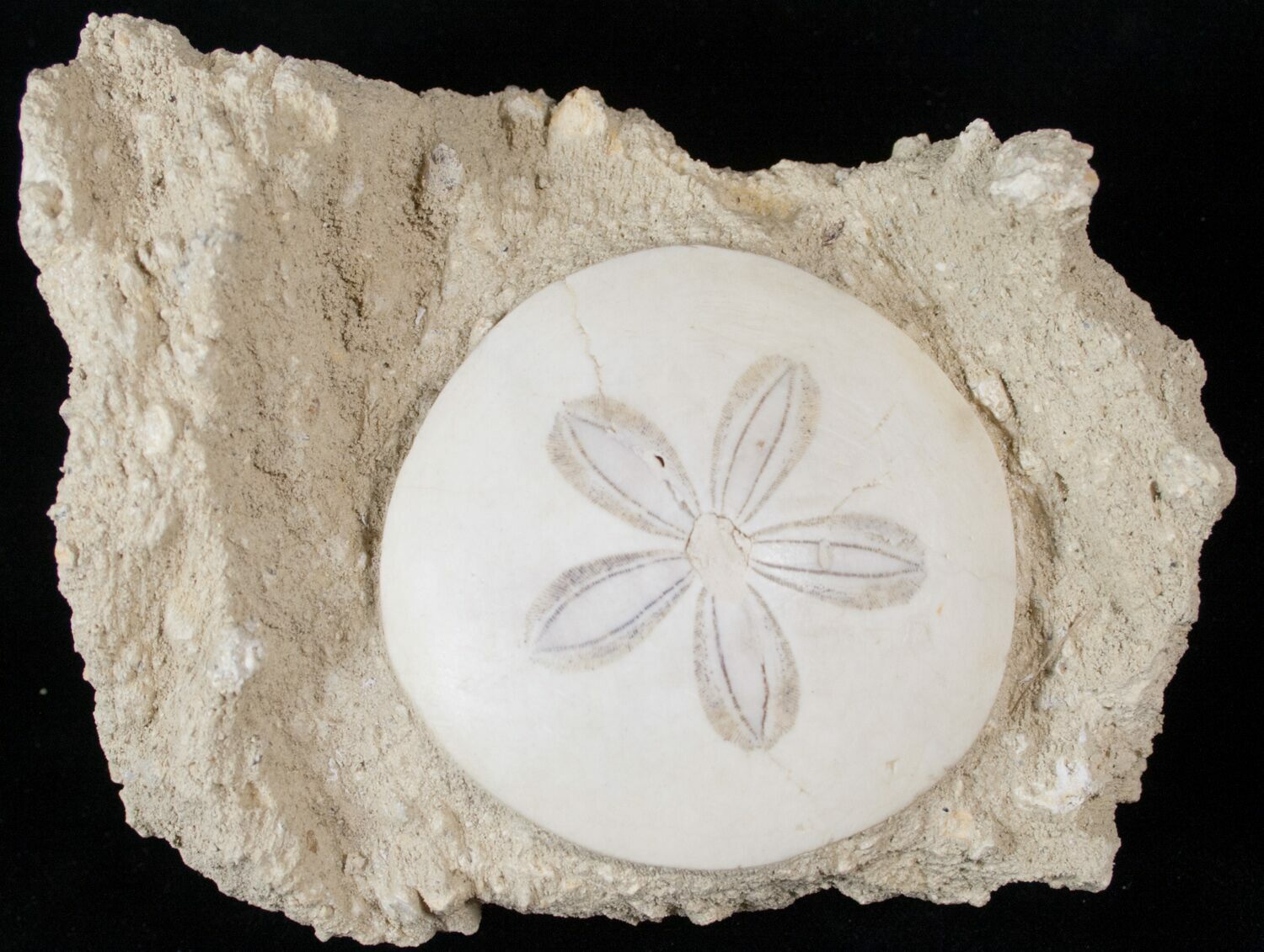 Beautiful Miocene Aged Fossil Sand Dollar France 16059 For Sale 
