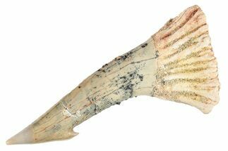 Fossil Sawfish (Onchopristis) Rostral Barb - Morocco #285515