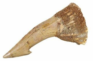 Fossil Sawfish (Onchopristis) Rostral Barb - Morocco #285525