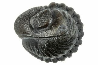 Enrolled Eldredgeops Trilobite Fossil - New York #285645