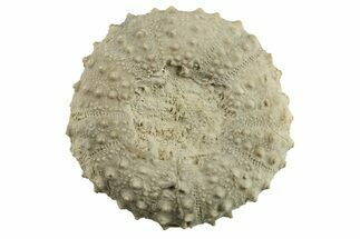 Cretaceous Echinoid (Phymosoma) Fossil - Texas #285584