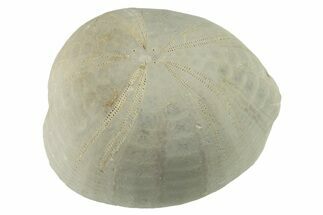 Cretaceous Sea Urchin (Holaster) Fossil - Texas #285591