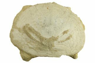 Pliocene Sand Dollar (Dendraster) Fossil - California #285607
