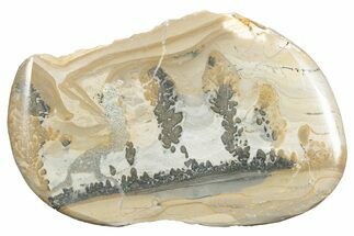 Triassic Aged Stromatolite Fossil - England #285750