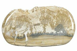 Triassic Aged Stromatolite Fossil - England #285751
