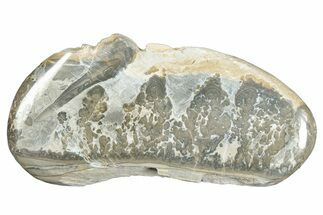 Triassic Aged Stromatolite Fossil - England #285769