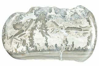 Triassic Aged Stromatolite Fossil - England #285787