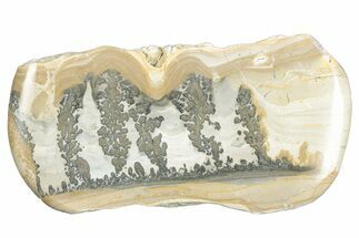 Triassic Aged Stromatolite Fossil - England #285792