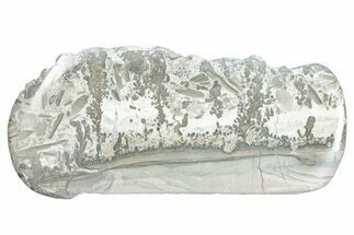 Triassic Aged Stromatolite Fossil - England #285808