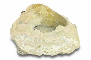 Bivalve Fossils For Sale