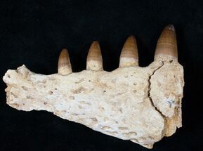 Well Preserved Dyrosaur Jaw Section, Morocco #16071