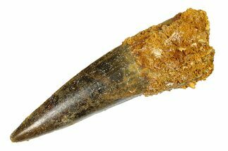 Fossil Spinosaurus Tooth - Real Dinosaur Tooth #286005