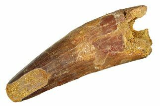 Fossil Spinosaurus Tooth - Real Dinosaur Tooth #286009