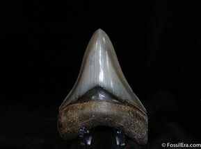 Super Collector Grade Megalodon Tooth Inches #79