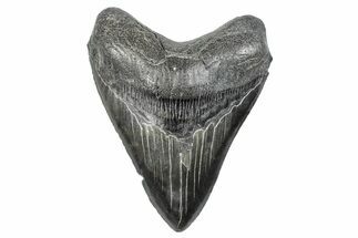 Serrated, Fossil Megalodon Tooth - South Carolina #286463