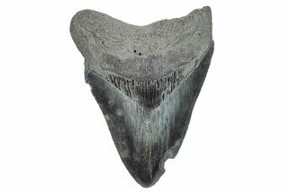 Serrated, Fossil Megalodon Tooth - South Carolina #286492