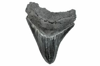 Serrated, Fossil Megalodon Tooth - South Carolina #286515