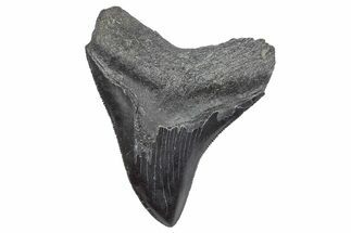 Serrated, Fossil Megalodon Tooth - South Carolina #286522