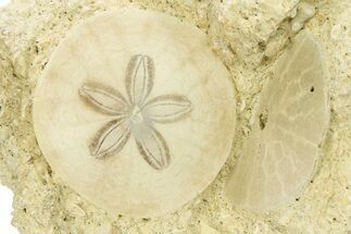 Two Fossil Sand Dollars - France #286384