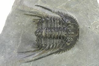 Spiny Leonaspsis Trilobite - Morocco #286571