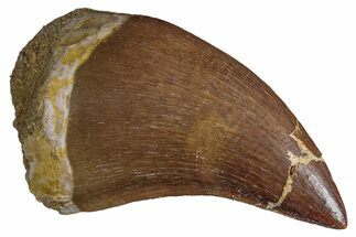 Fossil Mosasaur (Prognathodon) Tooth - Morocco #286363