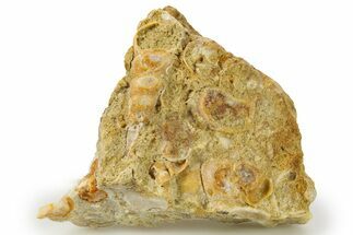 Fossil Gastropods In Limestone - Texas #286605