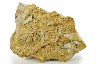 Fossil Gastropods In Limestone - Texas #286608
