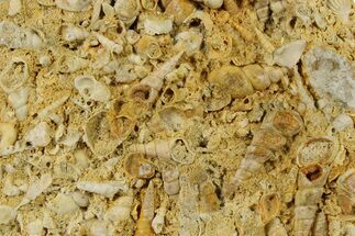 Fossil Gastropods In Limestone - Texas #286609