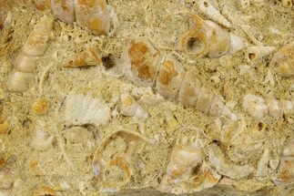 Fossil Gastropods In Limestone - Texas #286610