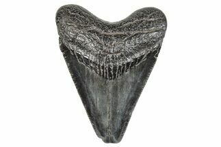 Serrated, Juvenile Megalodon Tooth - South Carolina #286574