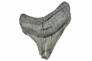 Serrated, Juvenile Megalodon Tooth - South Carolina #286575