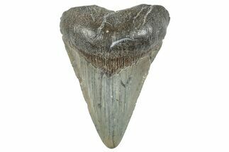 Fossil Megalodon Tooth - South Carolina #286586