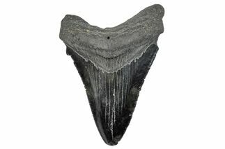 Serrated Fossil Megalodon Tooth - South Carolina #286595