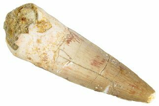Fossil Spinosaurus Tooth - Real Dinosaur Tooth #286714