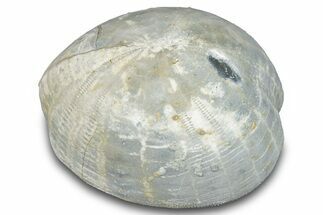Cretaceous Sea Urchin (Holaster) Fossil - Texas #286482