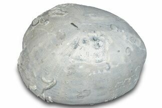 Cretaceous Sea Urchin (Holaster) Fossil - Texas #286484