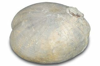 Cretaceous Sea Urchin (Holaster) Fossil - Texas #286525